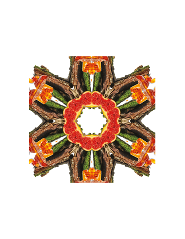 Parfum 500ml Féérie Boisée