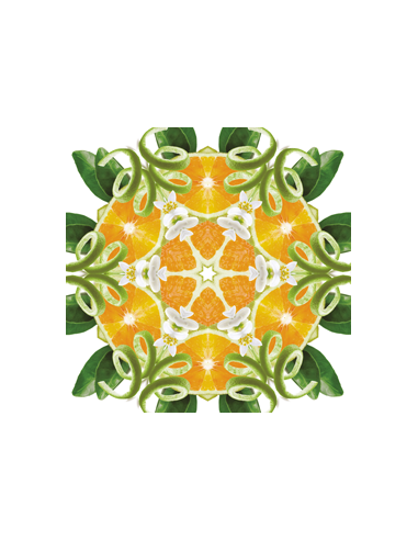 MB Auto Startset Dolce