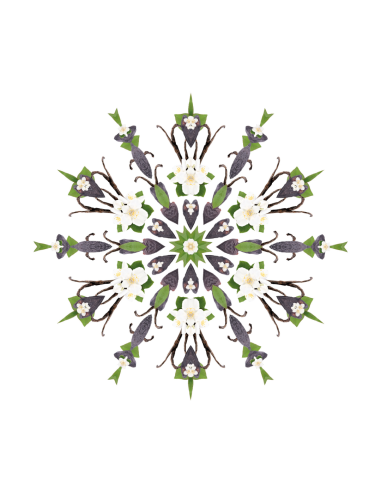 Parfum Triopack Holly