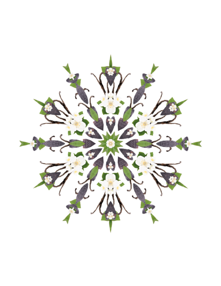 Parfum Triopack Holly
