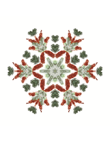 Parfum Berger Duo bouquet Winter