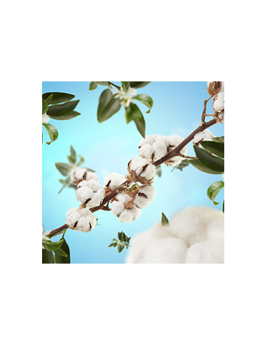 Parfum Berger Parfumverspreider Caresse de Coton