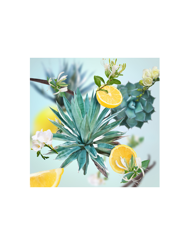 MB Auto Navulling 2x Jardin d'Agaves