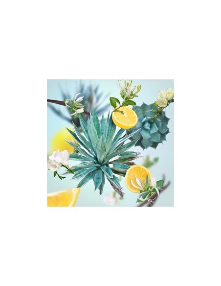 MB Auto Navulling 2x Jardin d'Agaves