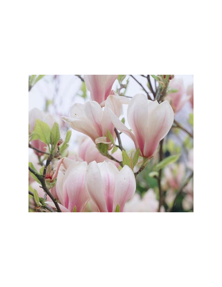 Parfum 500 ml Sous les Magnolias