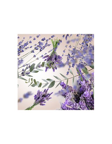 PB Startset cube Ch. de Lavande