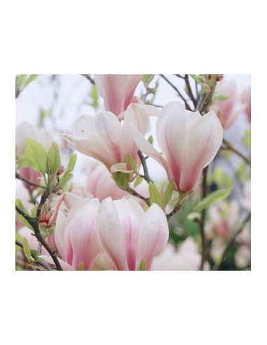 Parfum Berger Cube Sous les Magnolias